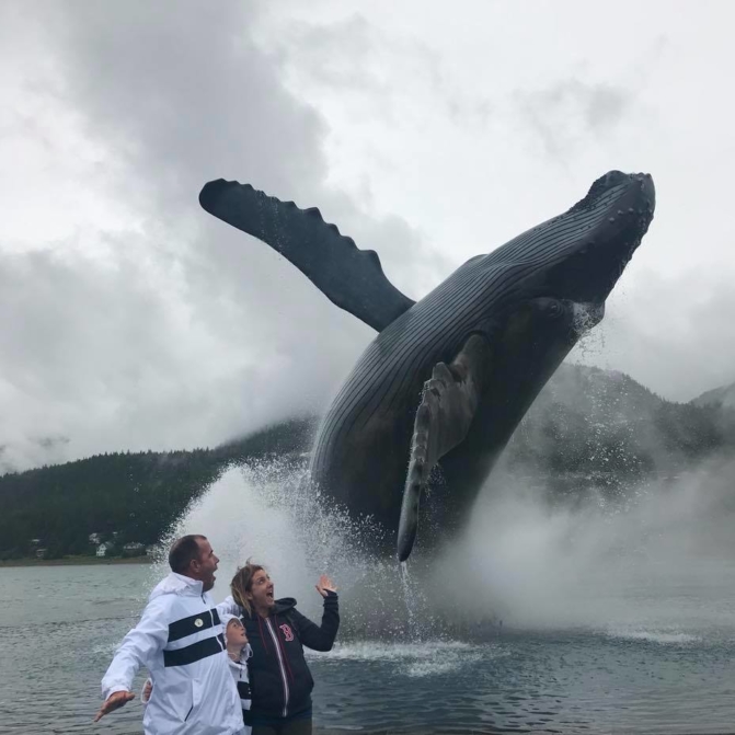 Whale Project Juneau, Alaska