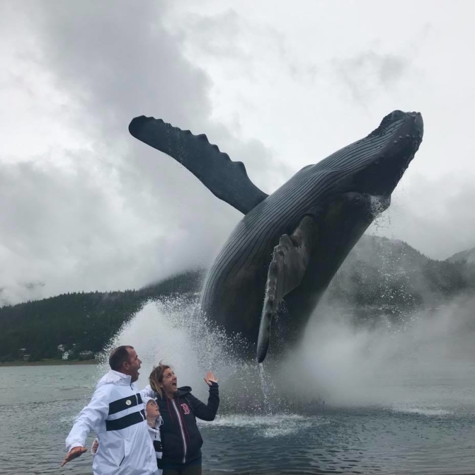 Whale Project Juneau, Alaska Project