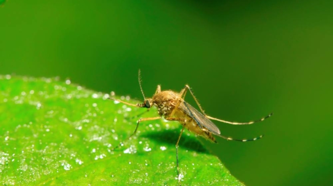 Do Water Fountains Attract Mosquitoes?