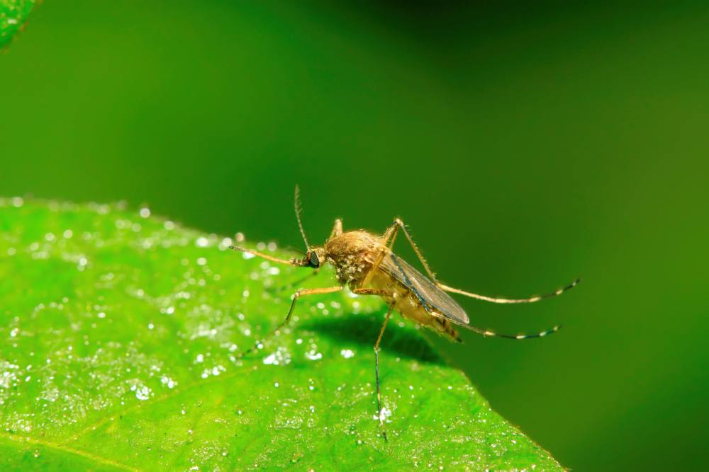Do Water Fountains Attract Mosquitoes